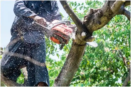 tree services Marathon City